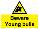 beware-young-bulls~